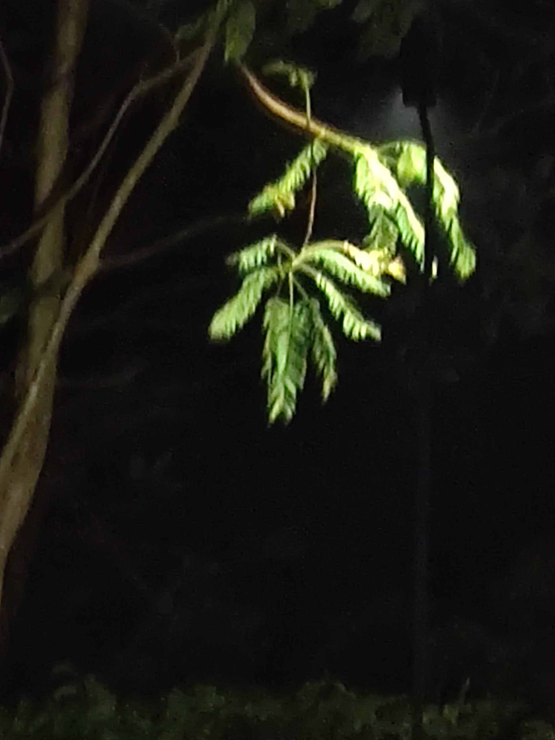 Ferns.. 😀