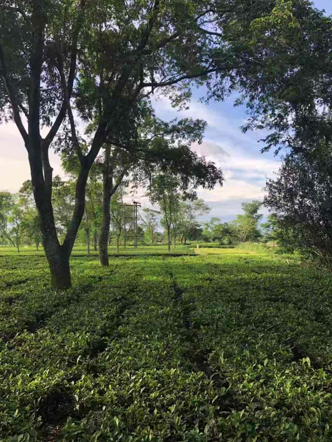 Black Fusion Black Tea · Doke · Tea Epicure